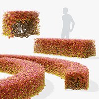 Spiraea betulifolia hedge autumn