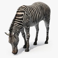 Plains Zebra Eating Fur