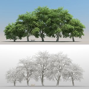 summer beech tree 3D model