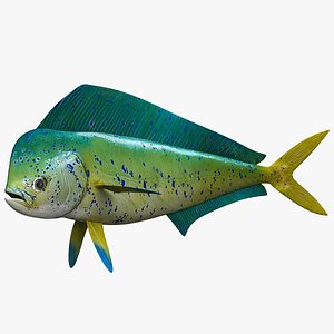 3d model dolphinfish mahi fish
