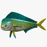 Dolphinfish Mahi
