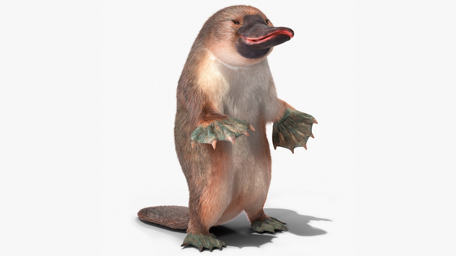 Platypus Standing Fur 3D model preview