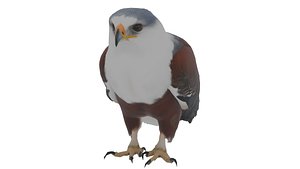 African Fish Eagle Low-poly 3D model