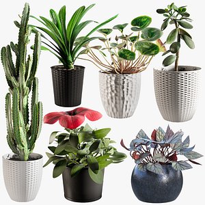 3D Potted Plants Collection