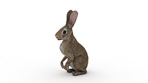 Rabbit 3D model