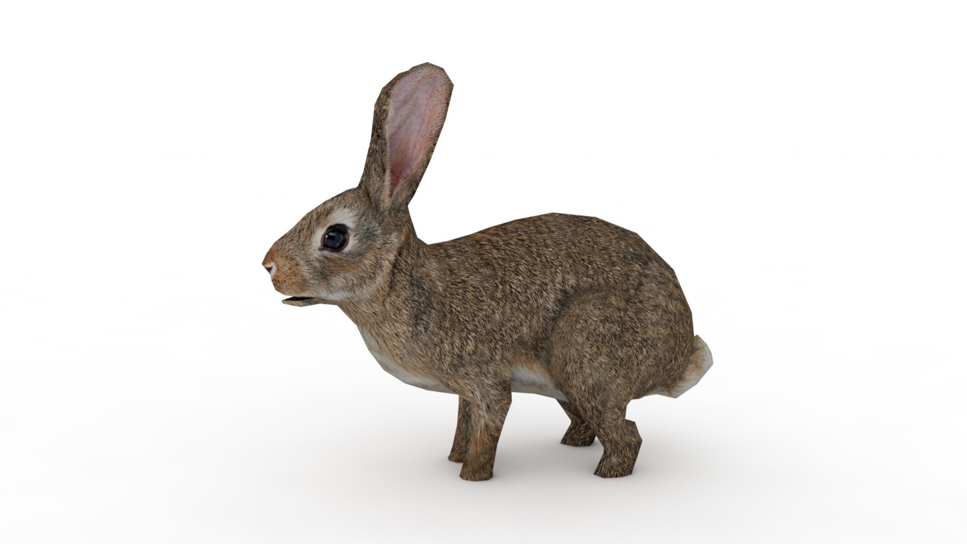 Rabbit 3D Model - TurboSquid 2237892
