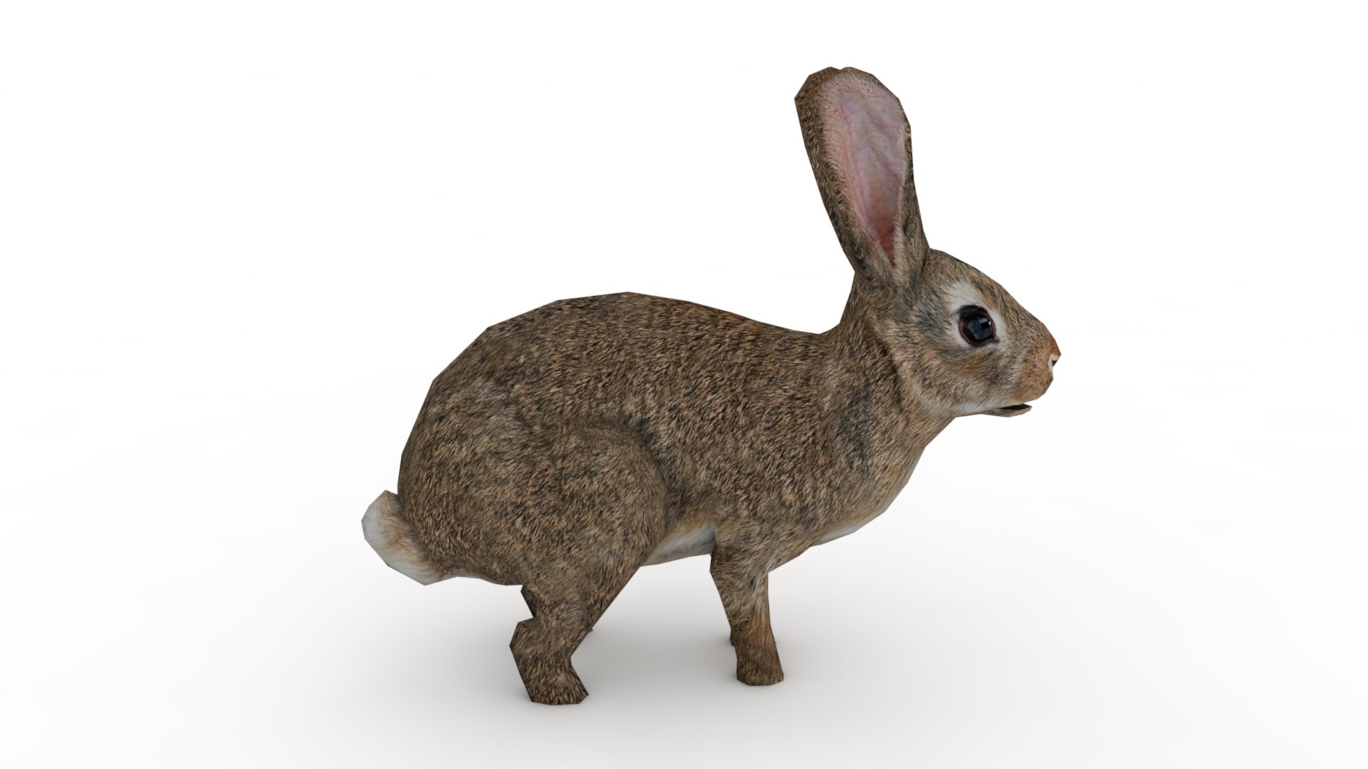 Rabbit 3D Model - TurboSquid 2237892