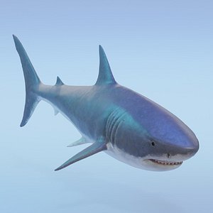 3D Realistic Shark Ocean Marine Wildlife model