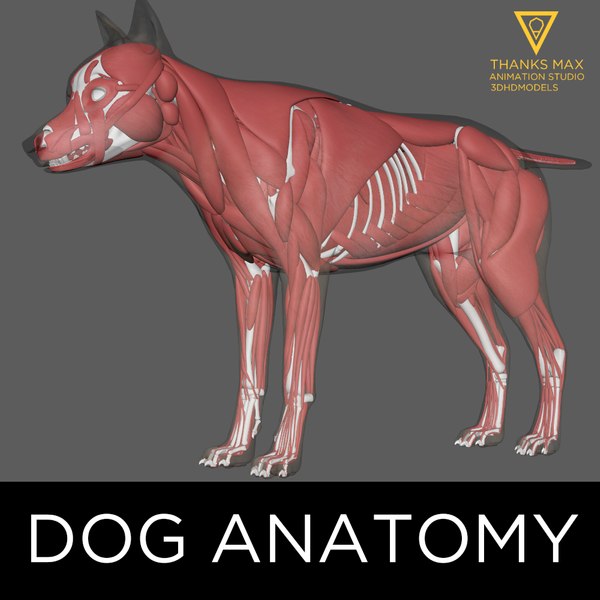 犬の解剖学犬3Dモデル - TurboSquid 971332