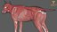 ma dog anatomy canine