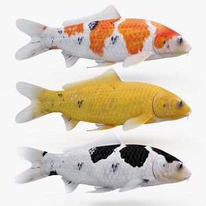 Koi Fishes Pack (Animated)