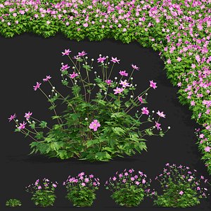 Anemona hybrida 2