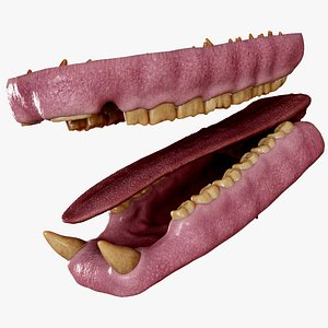 Indian Rhinoceros Mouth Anatomy 3D model