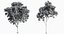 Eleven Trees 3 (+Growfx)