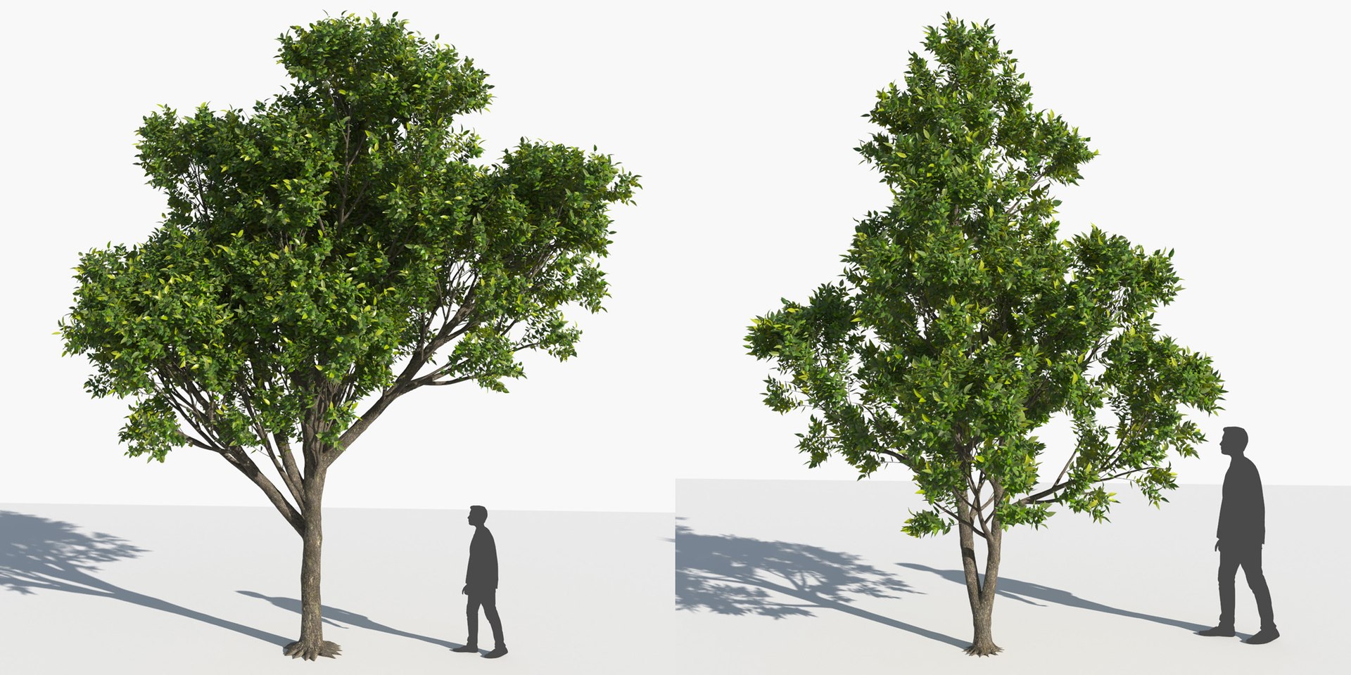 3D trees 3 model https://p.turbosquid.com/ts-thumb/Hq/dviE0a/3ADfVt3i/elvn_tree_iii_11/jpg/1583481348/1920x1080/fit_q87/23f0c3029bad77f79c6ff538cde809cdbaca9f2c/elvn_tree_iii_11.jpg