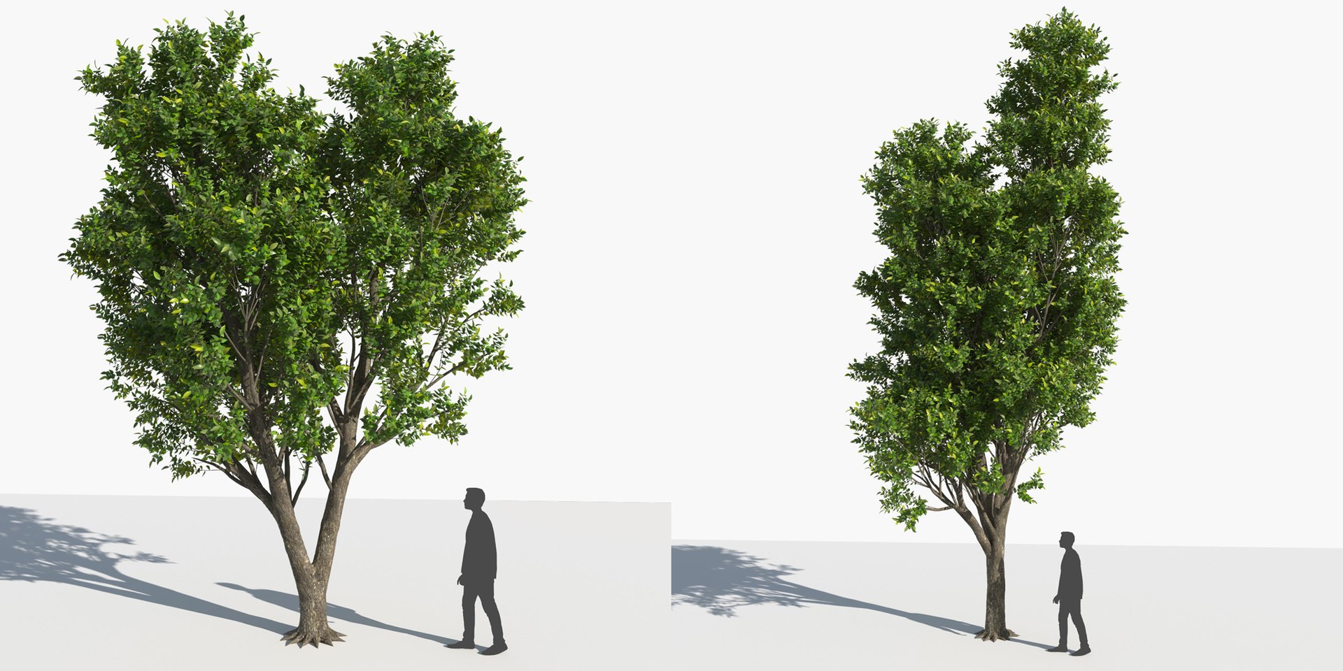 3D trees 3 model https://p.turbosquid.com/ts-thumb/Hq/dviE0a/8L3P3178/elvn_tree_iii_7/jpg/1583481342/1920x1080/fit_q87/5c5570771a4fce28bce9077525e1c1a0255057ef/elvn_tree_iii_7.jpg