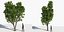 Eleven Trees 3 (+Growfx)