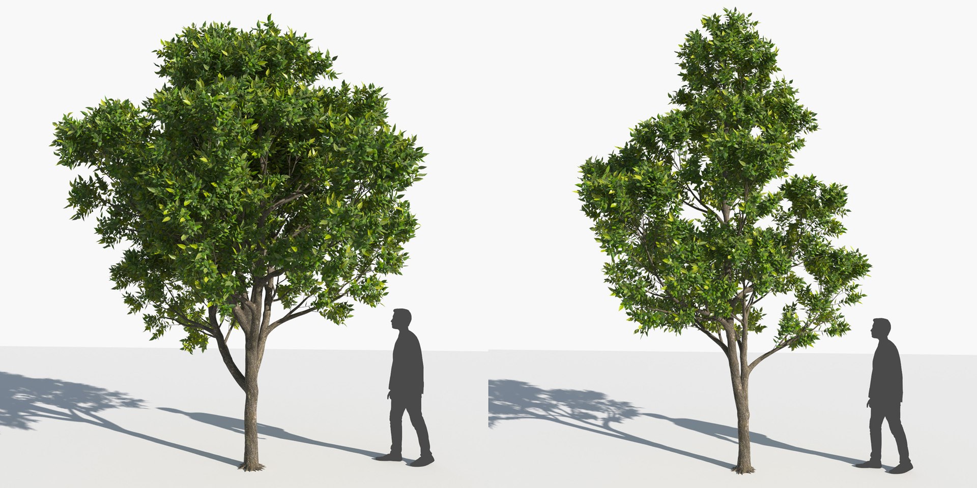 3D trees 3 model https://p.turbosquid.com/ts-thumb/Hq/dviE0a/8YBTXAJw/elvn_tree_iii_13/jpg/1583481348/1920x1080/fit_q87/86c7e5645eb009e2268da1fd40aa5abc89411fd3/elvn_tree_iii_13.jpg
