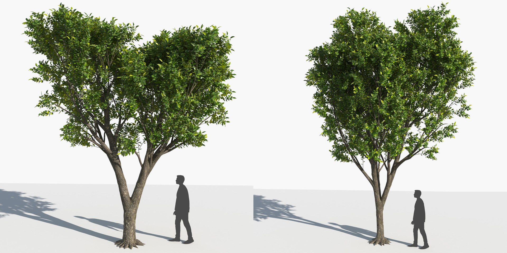 3D trees 3 model https://p.turbosquid.com/ts-thumb/Hq/dviE0a/IRPpZ8W5/elvn_tree_iii_9/jpg/1583481342/1920x1080/fit_q87/b0fb06acb78bf4355a18c0de5fbe03eb5af1799e/elvn_tree_iii_9.jpg