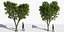 Eleven Trees 3 (+Growfx)