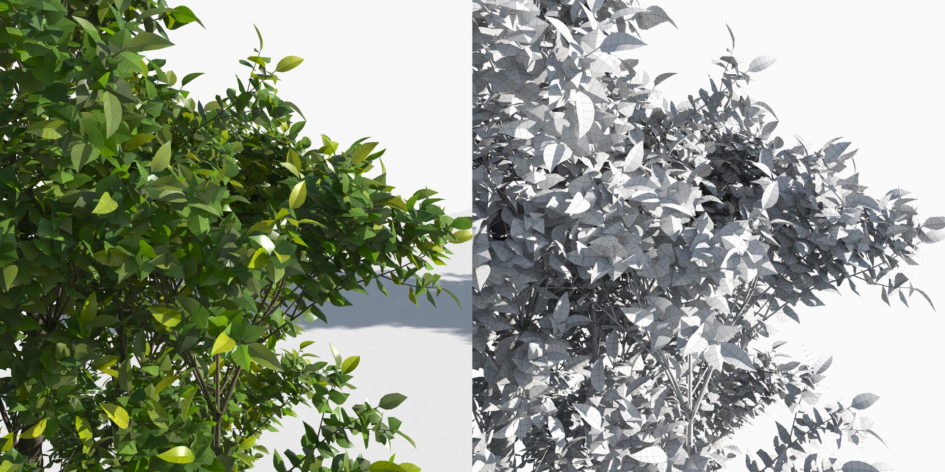 3D trees 3 model https://p.turbosquid.com/ts-thumb/Hq/dviE0a/No2VKSS9/elvn_tree_iii_5/jpg/1583481342/1920x1080/fit_q87/f2f3a540caadb7dc6a422fbc2a5f391354174779/elvn_tree_iii_5.jpg