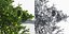 Eleven Trees 3 (+Growfx)