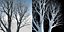 Eleven Trees 3 (+Growfx)