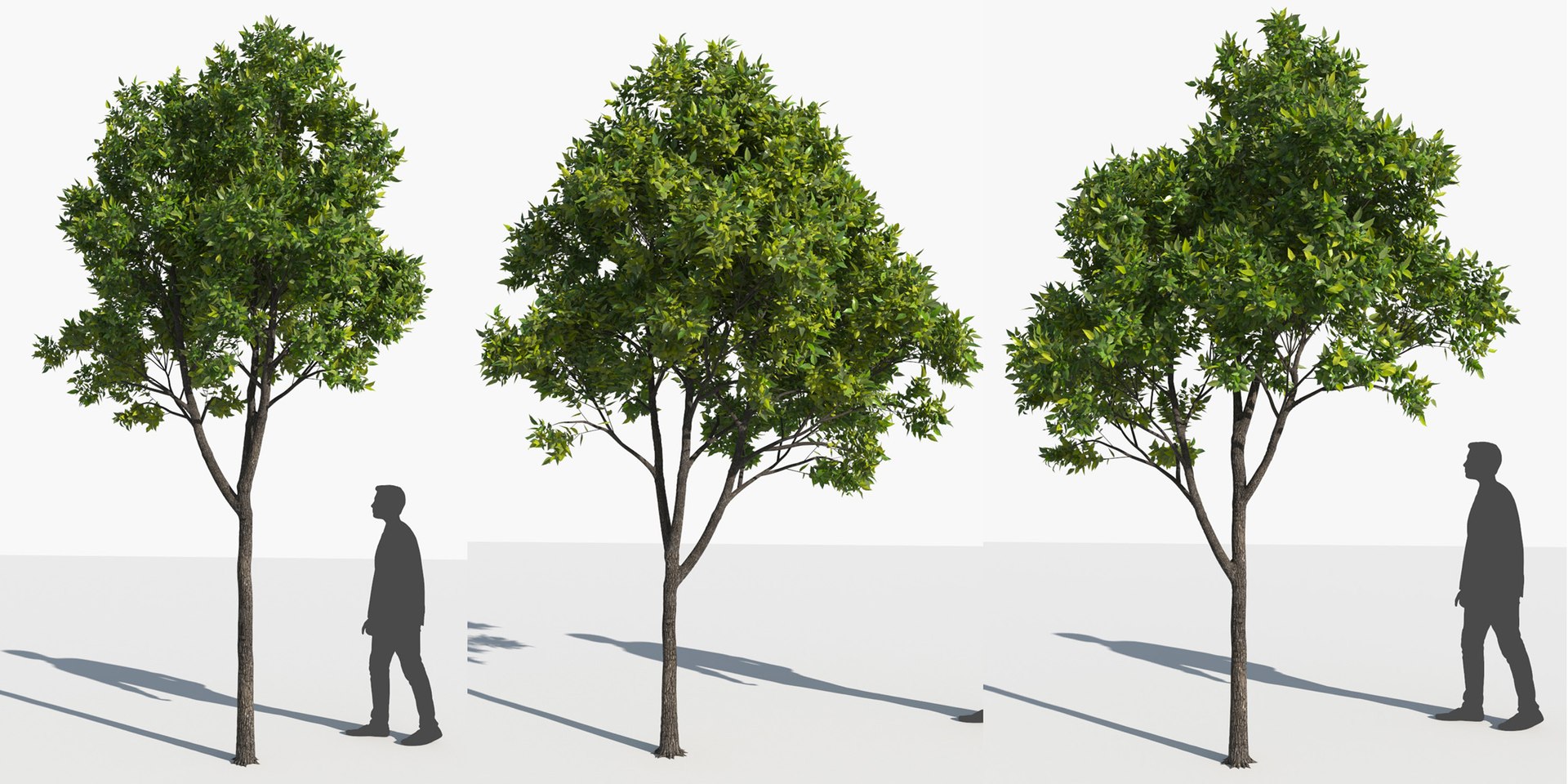 3D trees 3 model https://p.turbosquid.com/ts-thumb/Hq/dviE0a/UuMGmdup/elvn_tree_iii_15/jpg/1583481348/1920x1080/fit_q87/dbd0ff2ed9a1dbe6d3ad12c5429b6b15563c89c5/elvn_tree_iii_15.jpg
