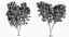 Eleven Trees 3 (+Growfx)