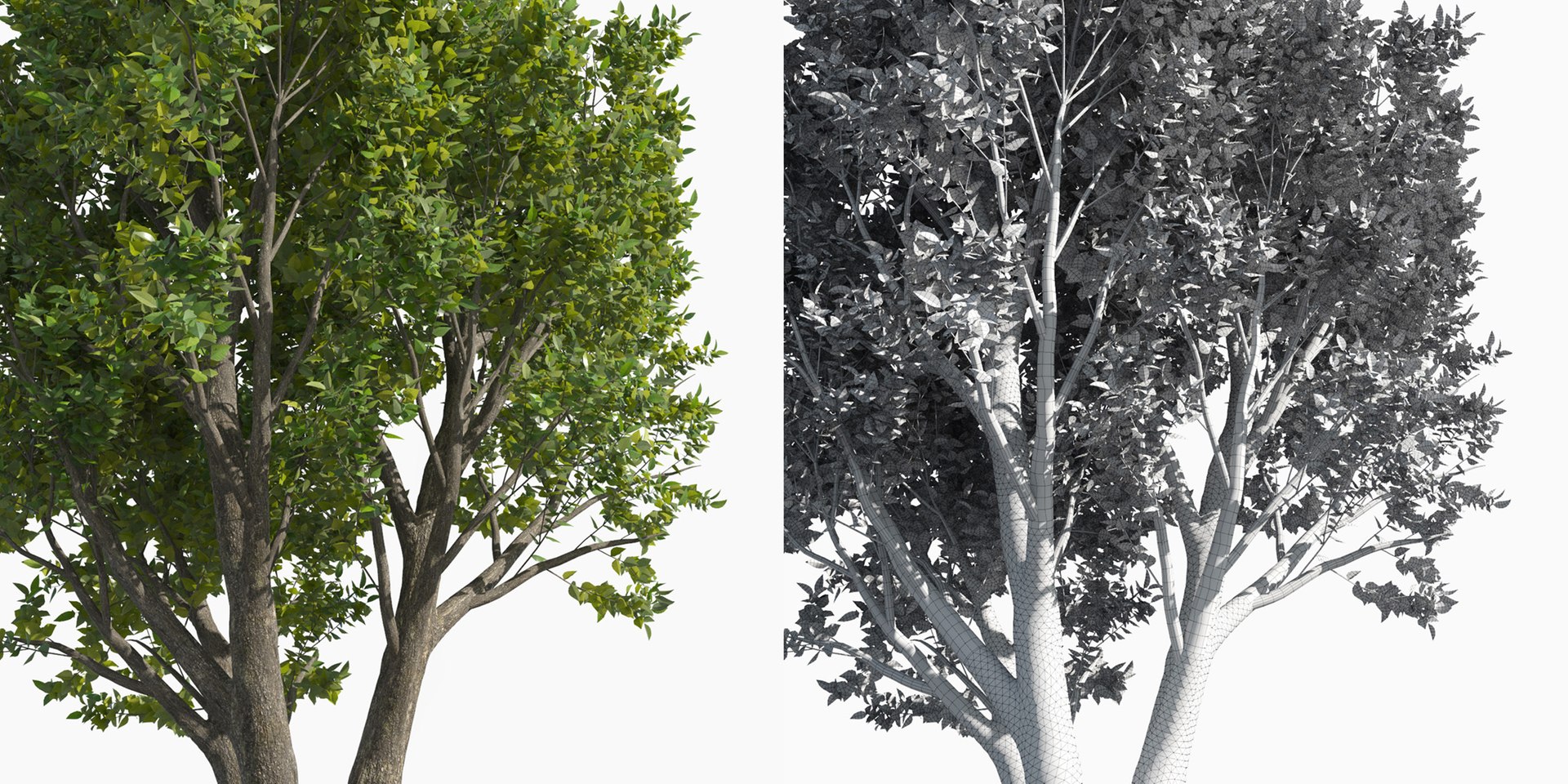3D trees 3 model https://p.turbosquid.com/ts-thumb/Hq/dviE0a/kYPd8zkm/elvn_tree_iii_3/jpg/1583481342/1920x1080/fit_q87/61fa3641628fd14109a8d7afeccd852cd7944459/elvn_tree_iii_3.jpg