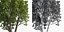 Eleven Trees 3 (+Growfx)