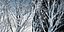 Eleven Trees 3 (+Growfx)