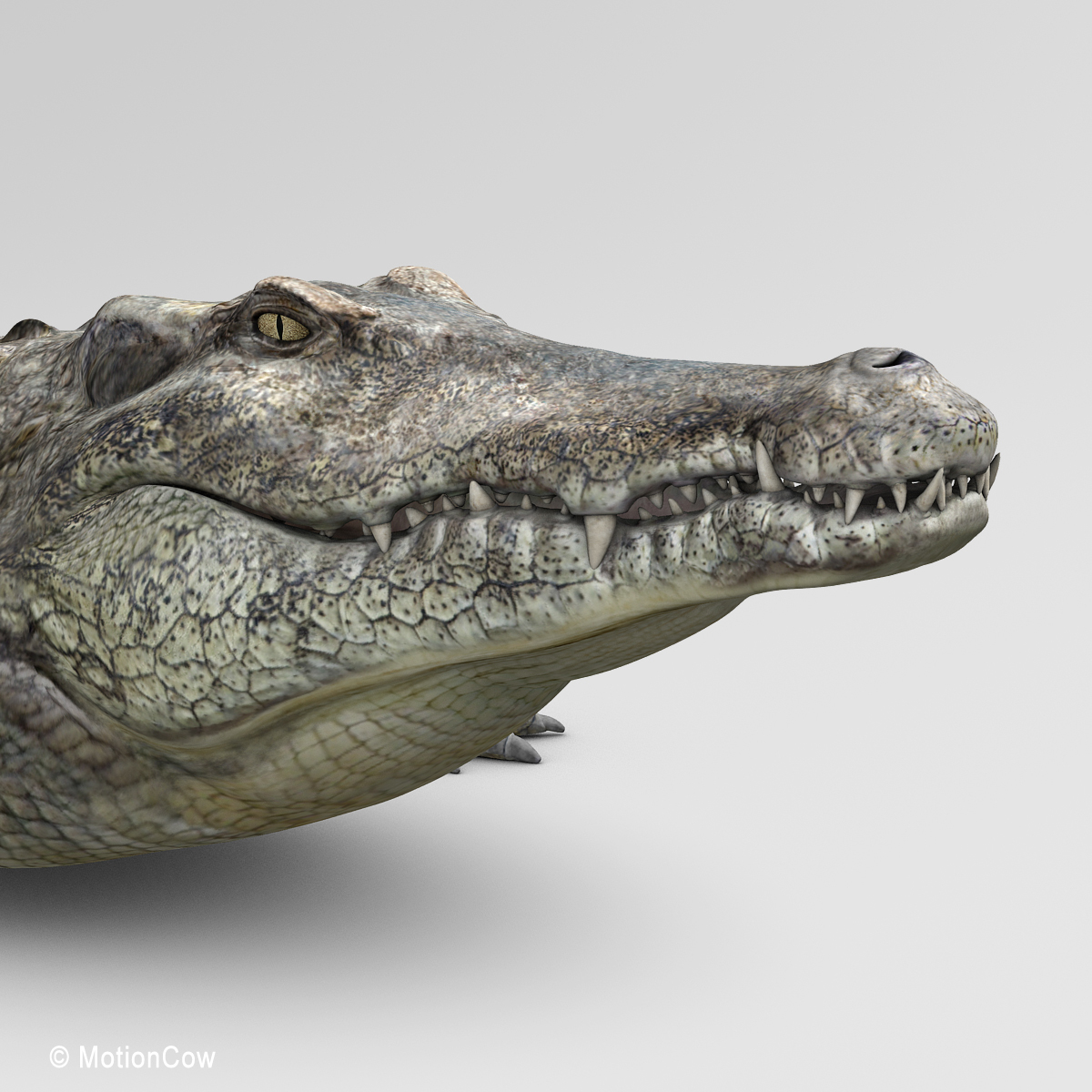 realistic crocodile max