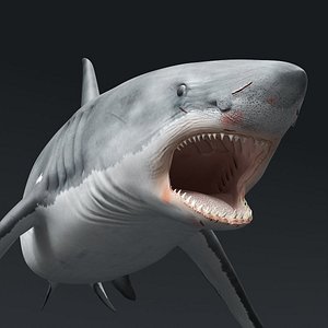 Great White Shark Attack Rigged For Maya Animated