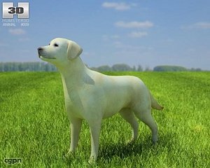 3d dog domestic labrador model