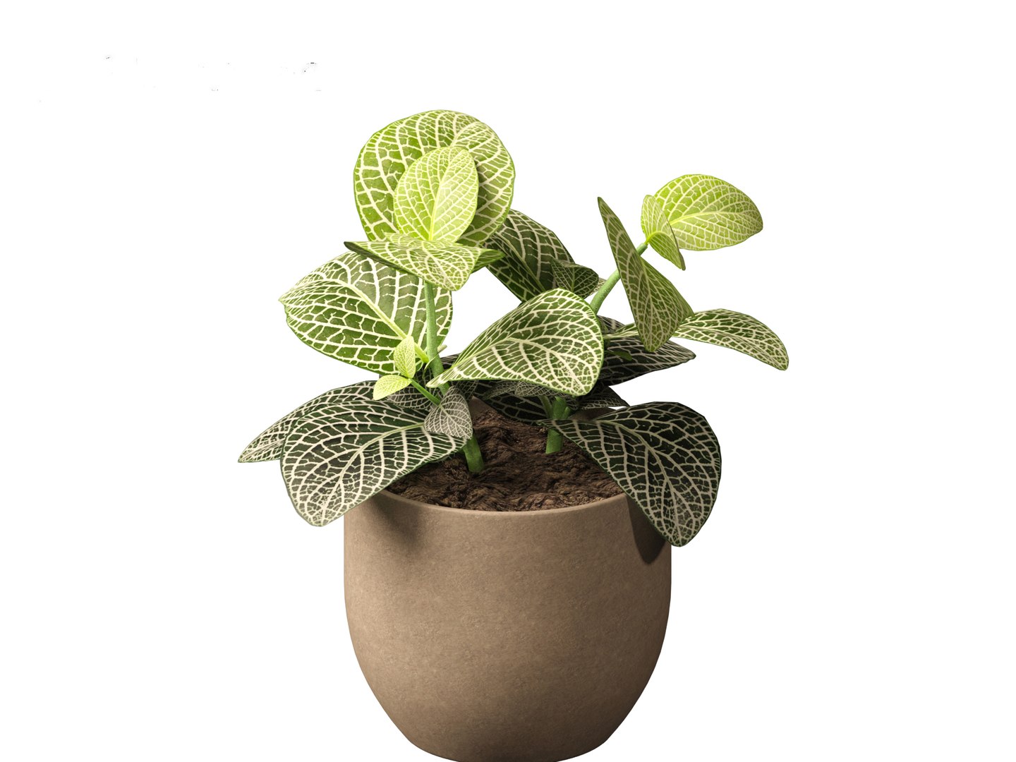 3D Fittonia albivenis - nerve plant https://p.turbosquid.com/ts-thumb/Hr/2IM7S6/50/fittoniaalbivenis_017/jpg/1696946809/1920x1080/fit_q87/6826a4e10b508b7988238624e1110fada60523c2/fittoniaalbivenis_017.jpg