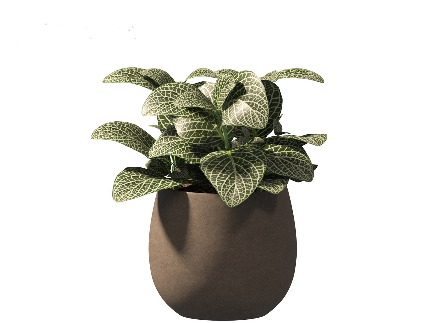 3D Fittonia albivenis - nerve plant https://p.turbosquid.com/ts-thumb/Hr/2IM7S6/8S/fittoniaalbivenis_0114/jpg/1696946825/1920x1080/fit_q87/b61a58b9bb02bc019cbac19e1bfd5cf62ef3cb1c/fittoniaalbivenis_0114.jpg