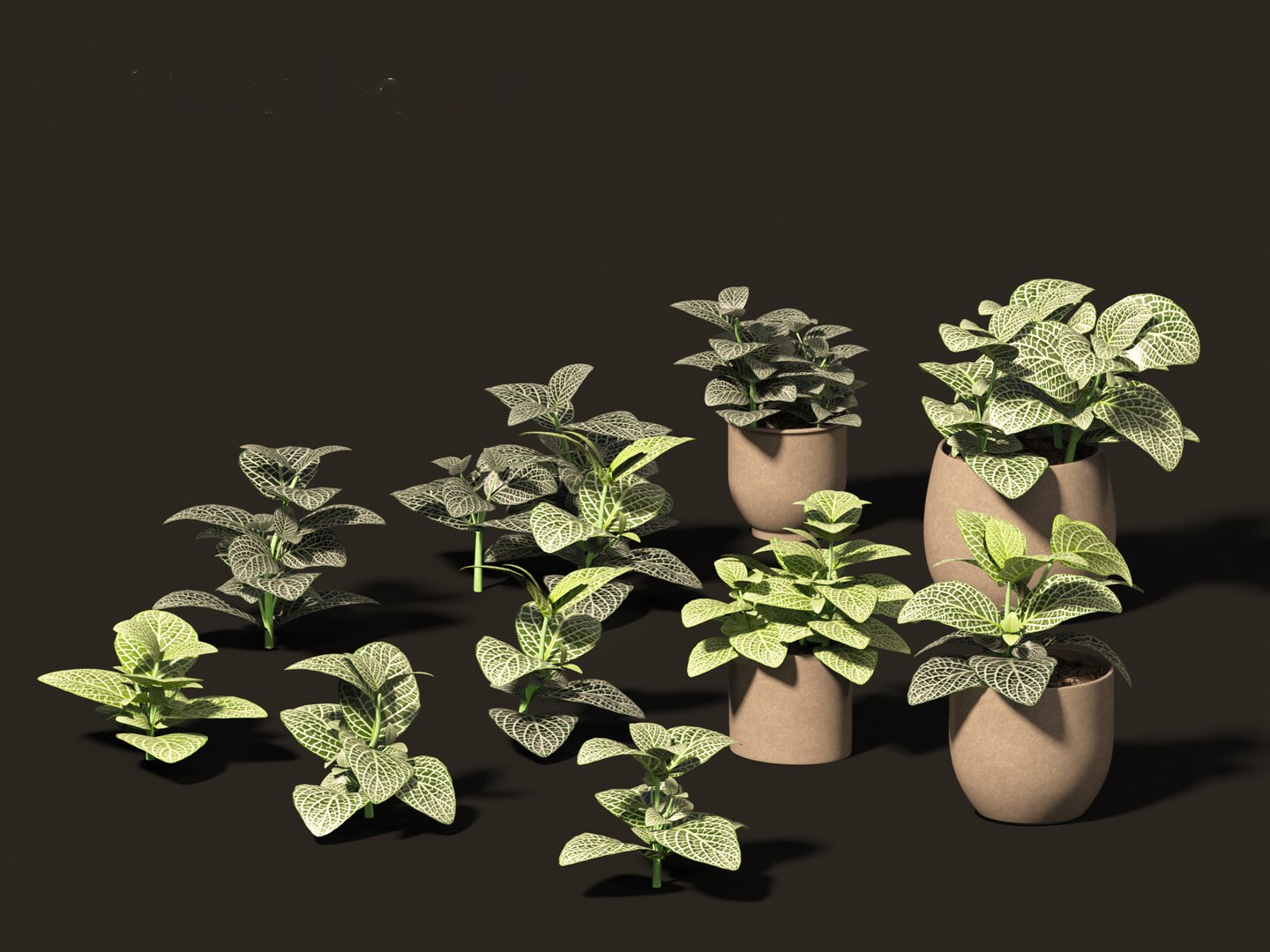 3D Fittonia albivenis - nerve plant https://p.turbosquid.com/ts-thumb/Hr/2IM7S6/Ef/fittoniaalbivenis_019/jpg/1696946816/1920x1080/fit_q87/7ff8434e1685a8381545e13f30c36ce24baca09b/fittoniaalbivenis_019.jpg
