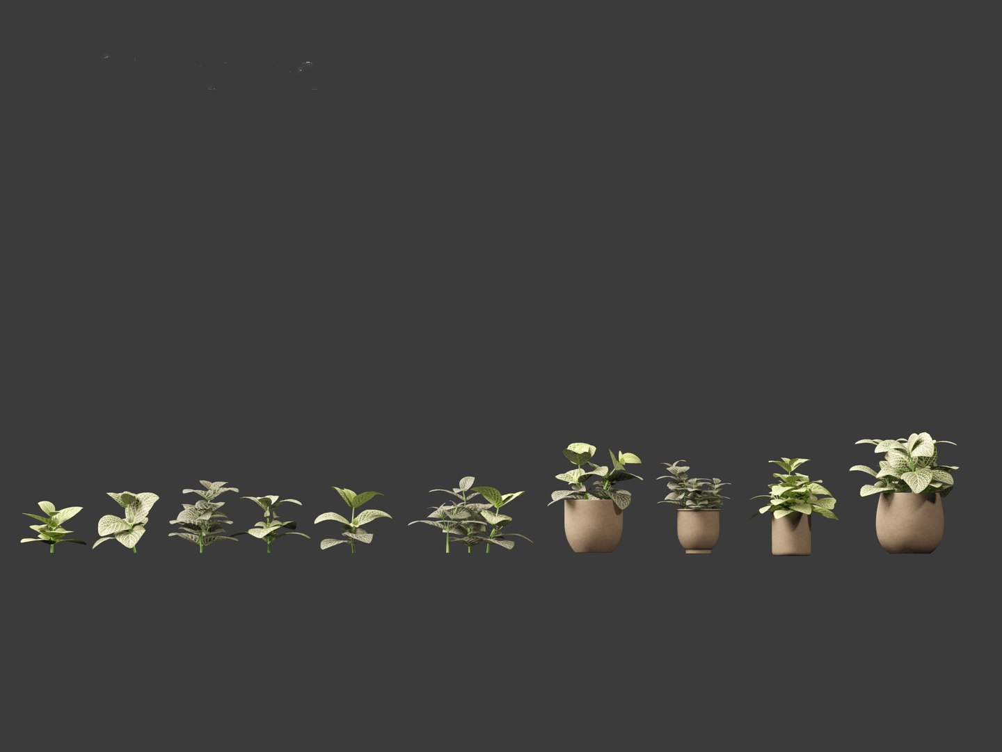 3D Fittonia albivenis - nerve plant https://p.turbosquid.com/ts-thumb/Hr/2IM7S6/GQ/fittoniaalbivenis_012/jpg/1696946802/1920x1080/fit_q87/954649f9fb5fe4d23f108b97c1d623f96d0b4d10/fittoniaalbivenis_012.jpg