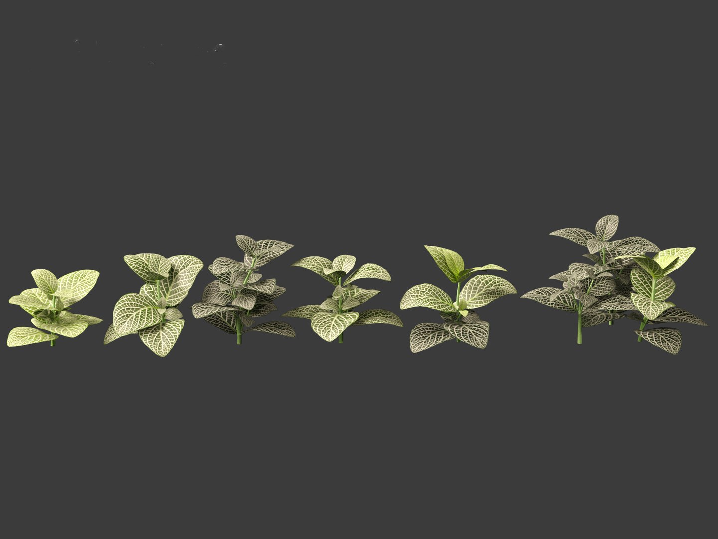3D Fittonia albivenis - nerve plant https://p.turbosquid.com/ts-thumb/Hr/2IM7S6/Pj/fittoniaalbivenis_014/jpg/1696946805/1920x1080/fit_q87/f1b3e390646aff0c66a24cb8d55f2c2e950bf6c9/fittoniaalbivenis_014.jpg