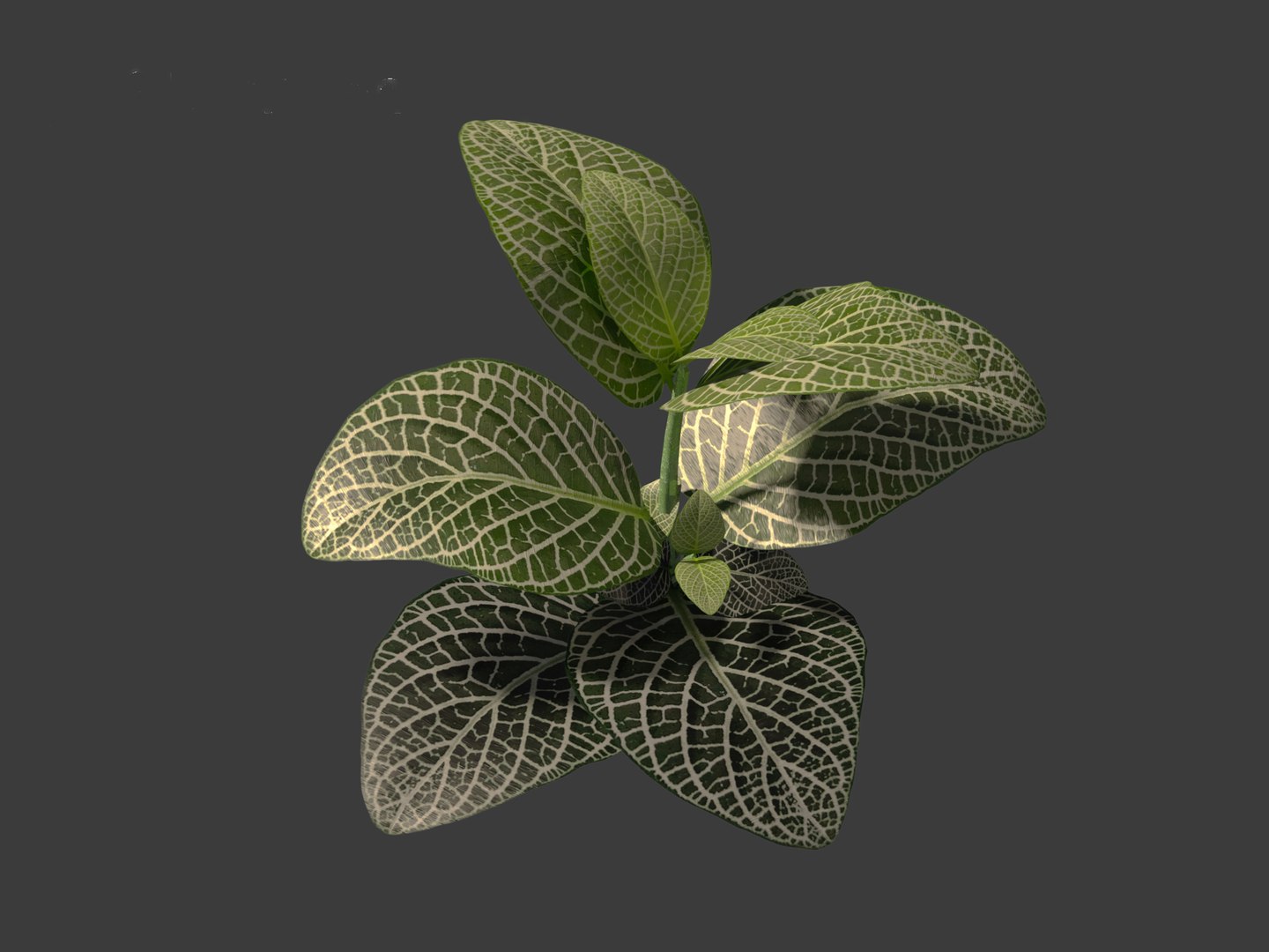 3D Fittonia albivenis - nerve plant https://p.turbosquid.com/ts-thumb/Hr/2IM7S6/S4/fittoniaalbivenis_0110/jpg/1696946815/1920x1080/fit_q87/5a8e49d9df8fd87870bd41d3127f4f49fe84269d/fittoniaalbivenis_0110.jpg