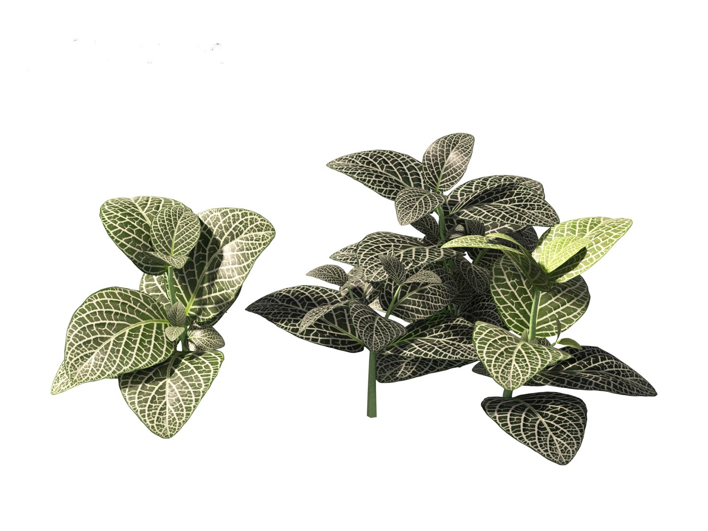 3D Fittonia albivenis - nerve plant https://p.turbosquid.com/ts-thumb/Hr/2IM7S6/Uo/fittoniaalbivenis_0117/jpg/1696946829/1920x1080/fit_q87/c19db7abe164bccd7d7da308a69db7fc1b1f945f/fittoniaalbivenis_0117.jpg