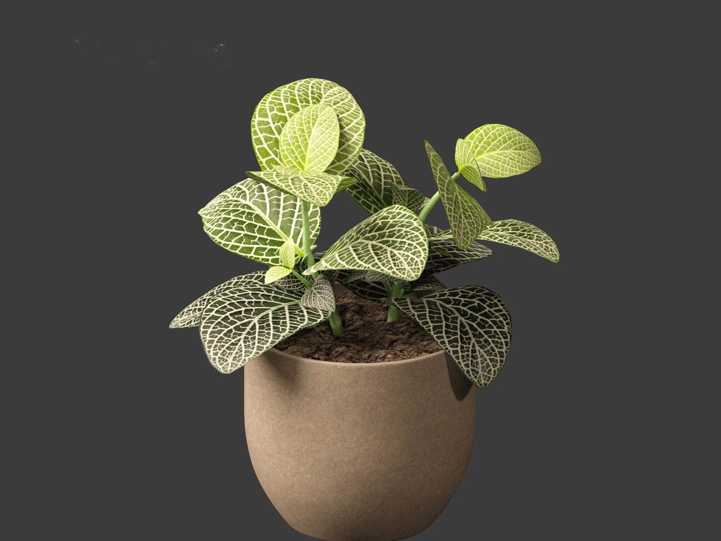 3D Fittonia albivenis - nerve plant https://p.turbosquid.com/ts-thumb/Hr/2IM7S6/Wm/fittoniaalbivenis_018/jpg/1696946811/1920x1080/fit_q87/afd2d5688765ccf719764b32f2c65b6d93628b55/fittoniaalbivenis_018.jpg