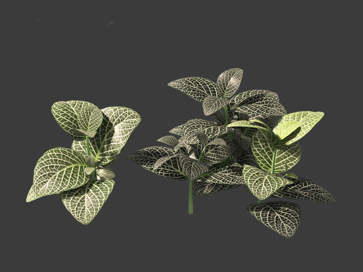 3D Fittonia albivenis - nerve plant https://p.turbosquid.com/ts-thumb/Hr/2IM7S6/bC/fittoniaalbivenis_0116/jpg/1696946828/1920x1080/fit_q87/73c6eab0cf559c2f7ddd794ed8806ade64dee8dc/fittoniaalbivenis_0116.jpg