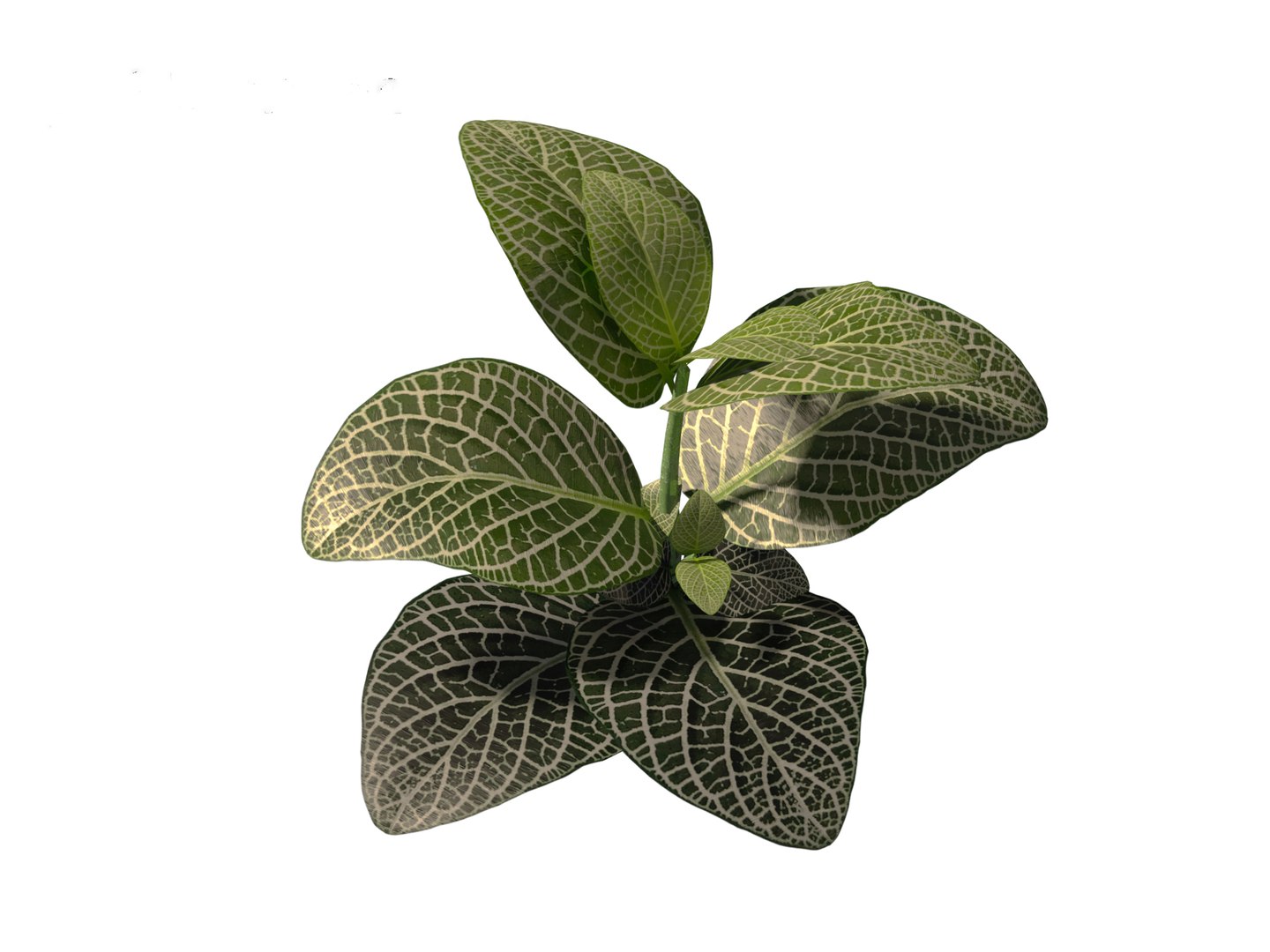 3D Fittonia albivenis - nerve plant https://p.turbosquid.com/ts-thumb/Hr/2IM7S6/bo/fittoniaalbivenis_0111/jpg/1696946818/1920x1080/fit_q87/0a342aa7422e91c3ce119211a579f138bca0b2d6/fittoniaalbivenis_0111.jpg