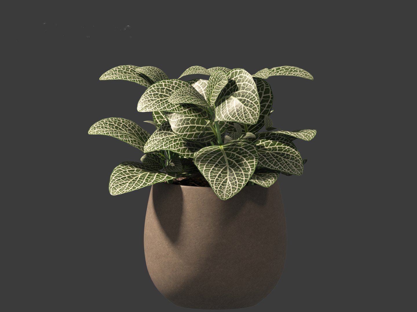 3D Fittonia albivenis - nerve plant https://p.turbosquid.com/ts-thumb/Hr/2IM7S6/eO/fittoniaalbivenis_0115/jpg/1696946826/1920x1080/fit_q87/f3f563fb1fcf7f843ae02419ef9a46b60a68dffe/fittoniaalbivenis_0115.jpg