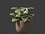 Fittonia albivenis – Nervenpflanze