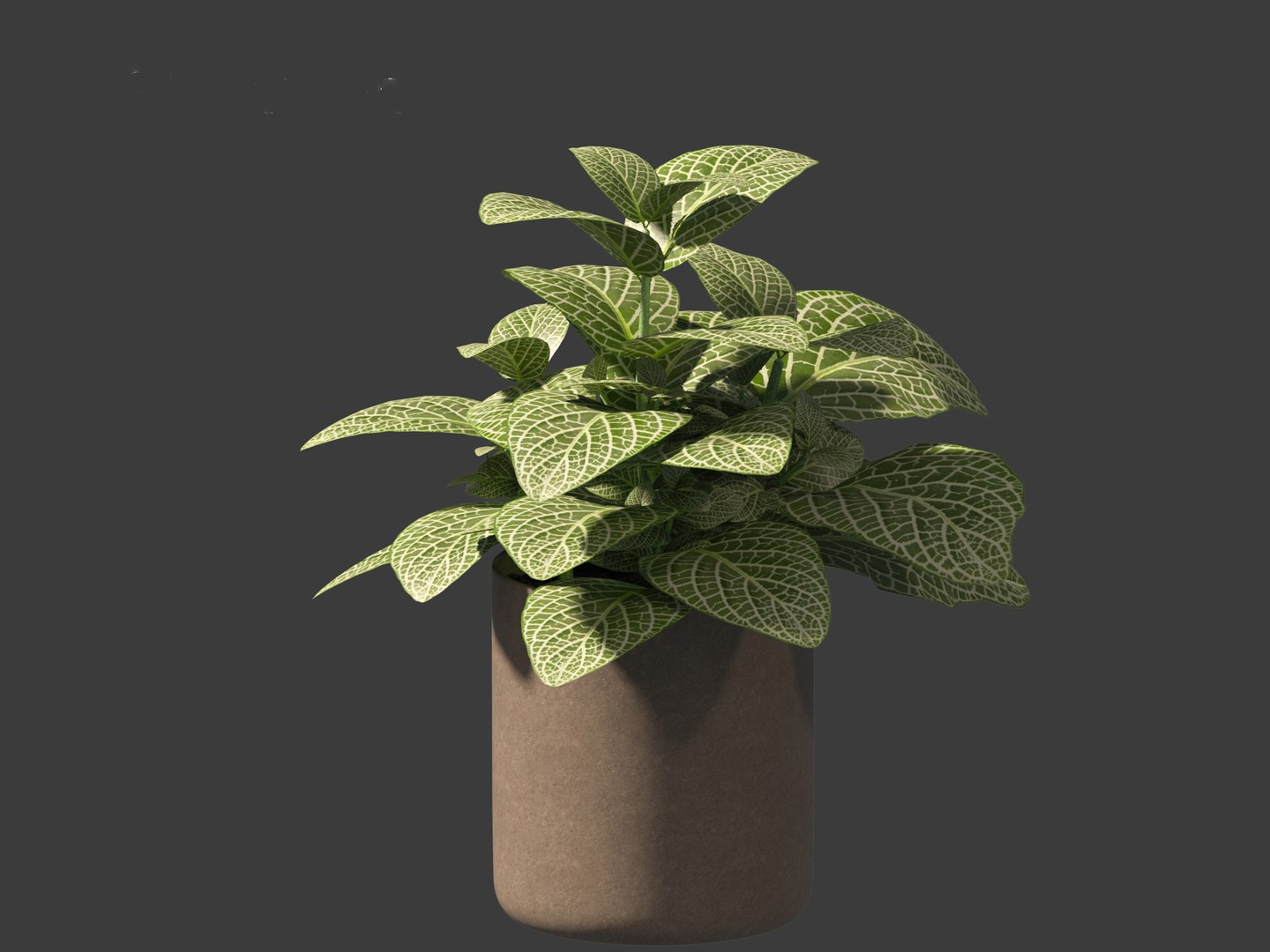 3D Fittonia albivenis - nerve plant https://p.turbosquid.com/ts-thumb/Hr/2IM7S6/f3/fittoniaalbivenis_0113/jpg/1696946821/1920x1080/fit_q87/b538434ae15f9d6677fcf063d069be476e234b10/fittoniaalbivenis_0113.jpg