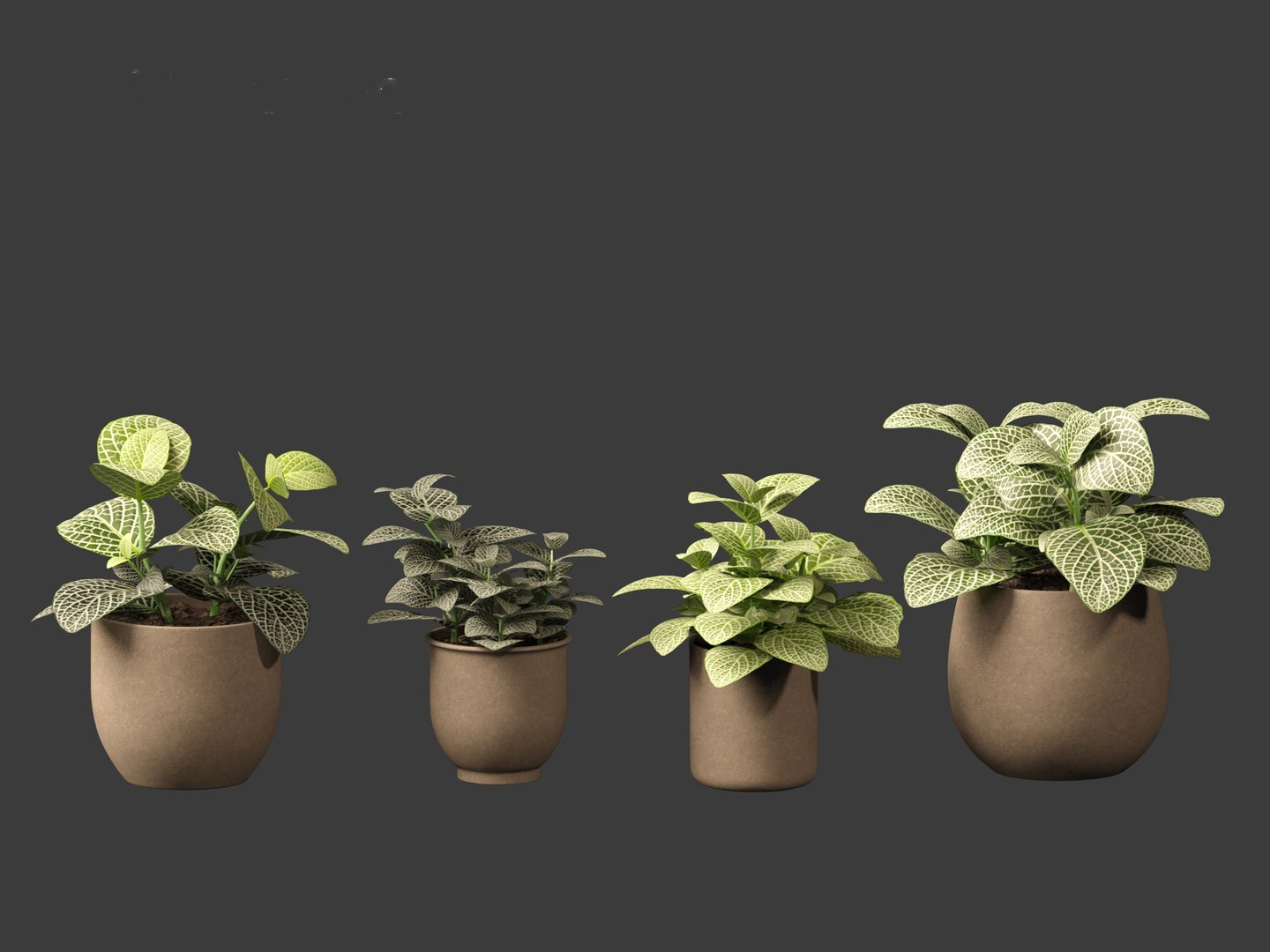 3D Fittonia albivenis - nerve plant https://p.turbosquid.com/ts-thumb/Hr/2IM7S6/it/fittoniaalbivenis_016/jpg/1696946810/1920x1080/fit_q87/02bd2175dc0569b5bb7f2bb8cce6ace5078c99c5/fittoniaalbivenis_016.jpg