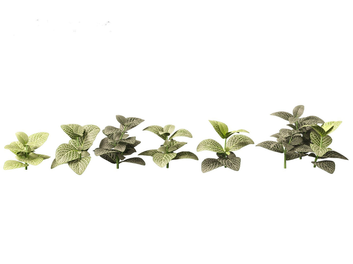3D Fittonia albivenis - nerve plant https://p.turbosquid.com/ts-thumb/Hr/2IM7S6/jS/fittoniaalbivenis_013/jpg/1696946803/1920x1080/fit_q87/22baa3fa1fa2d9f73f421812ac81bf4fee45b6f9/fittoniaalbivenis_013.jpg